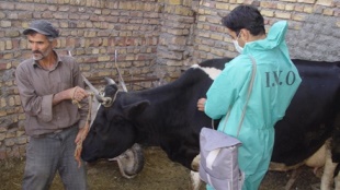 اجرای طرح واکسیناسیون دام ها علیه بیماری تب برفکی