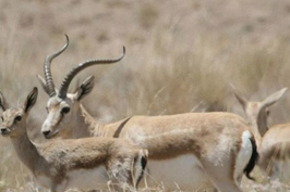 محکوم شدن متخلف شکار محکوم شدن متخلف شکار