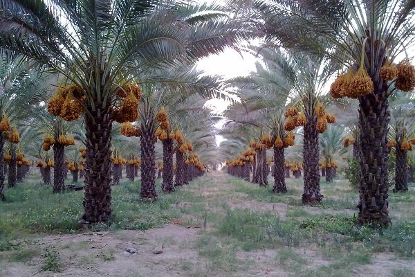 طرح بسیج همگام با کشاورز-کرمان