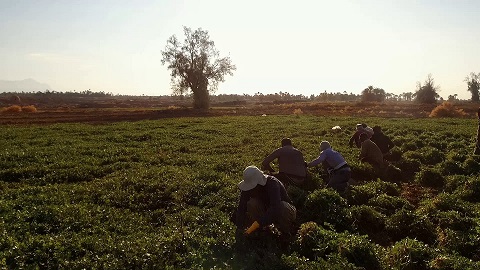 طبس مقام اول سطح زیر کشت و تولید سبزیجات برگی در استان