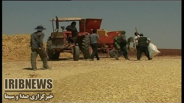 پیش بینی تولید 250 هزارتن گندم در زنجان پیش بینی تولید 250 هزارتن گندم در زنجان