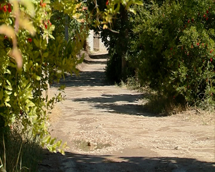 در حسرت گندم