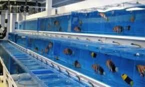 پرورش ماهیان زینتی مورد حمایت جهاد کشاورزی آبیک