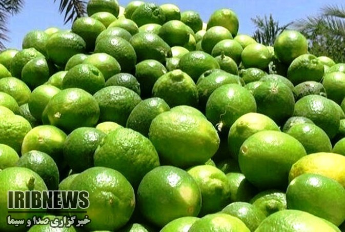 قطب تولید لیموترش