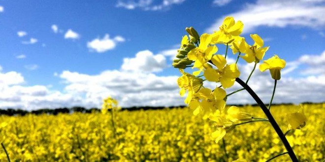 کشت کلزا در ۳ هزار هکتار از مزارع آبیک