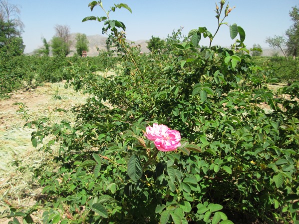 کاشت گل محمدی در شهرستان پاسارگاد کاشت گل محمدی در شهرستان پاسارگاد