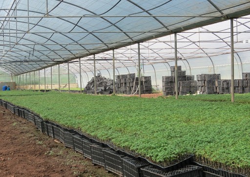 کشت گلخانه‌ای زمینه ساز توسعه اقتصادی