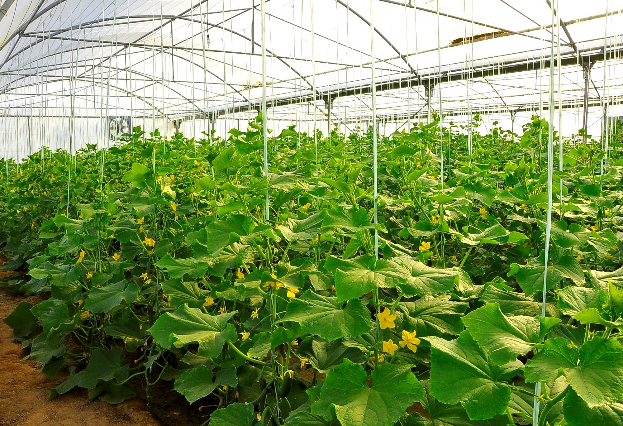 کشت گلخانه‌ای زمینه ساز توسعه اقتصادی