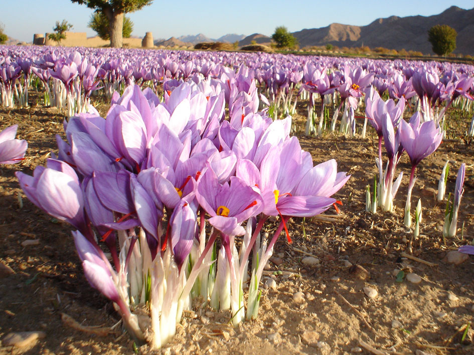 افزایش ۱۵ درصدی تولید زعفران در ابرکوه