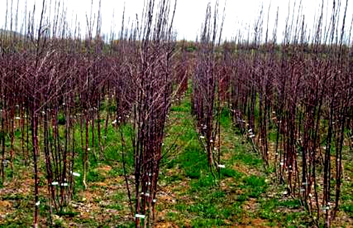 رتبه نخست آذربایجان شرقی در توليد نهال شناسه دار