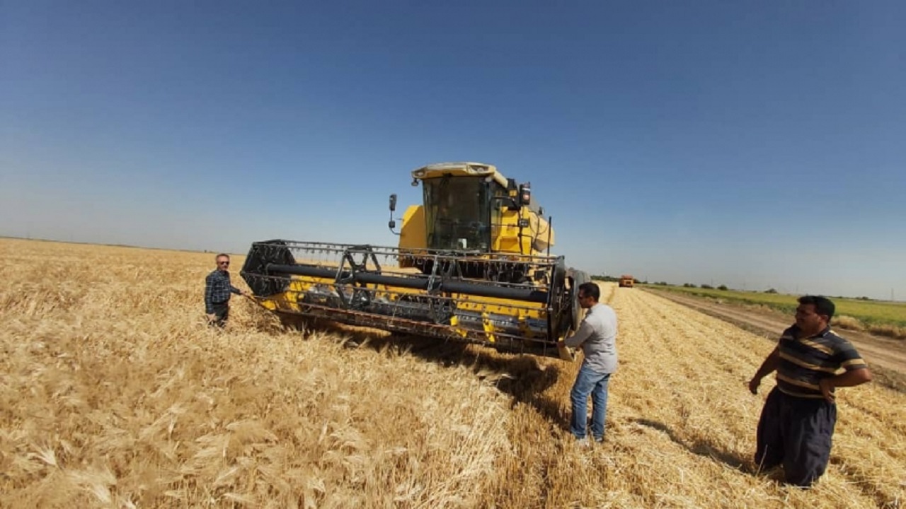 آغاز برداشت جو در آبیک