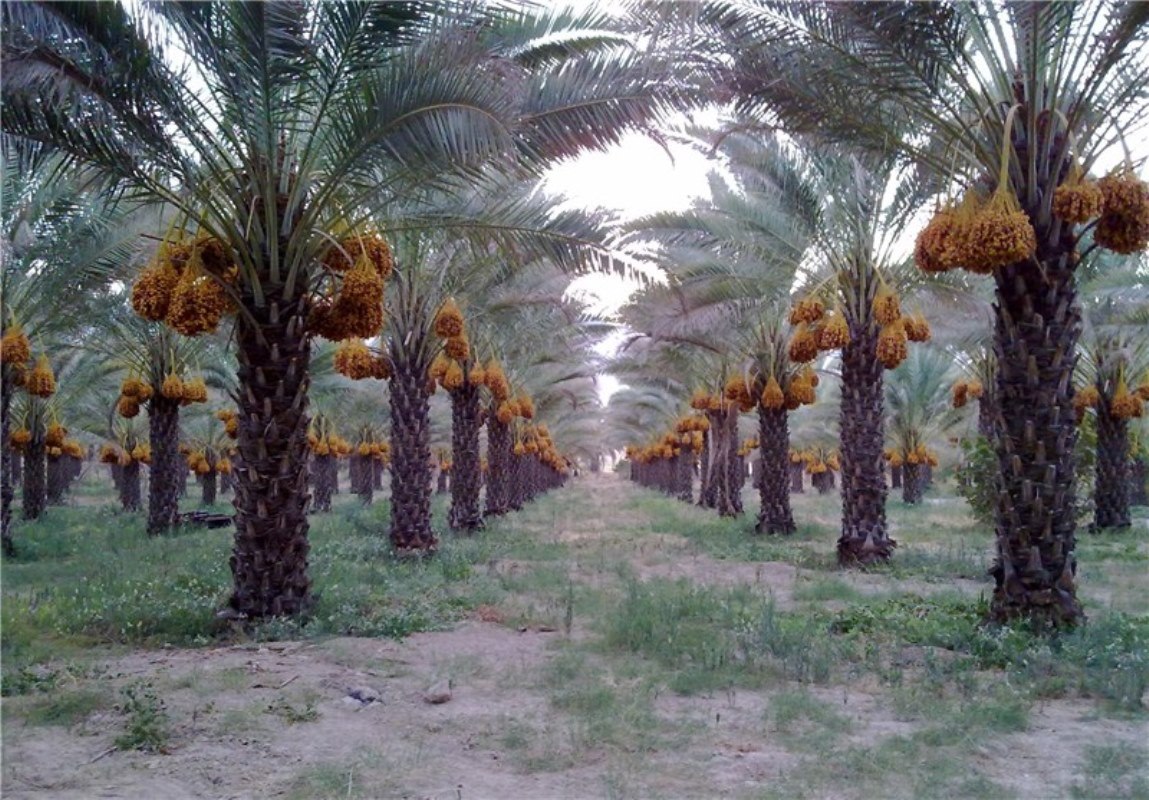 هرمزگان در هفته ای که گذشت