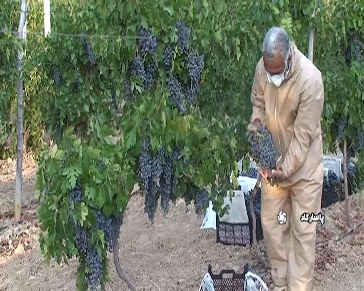 آغاز برداشت انگور از قطب تولدکشور آغاز برداشت انگور از قطب تولدکشور