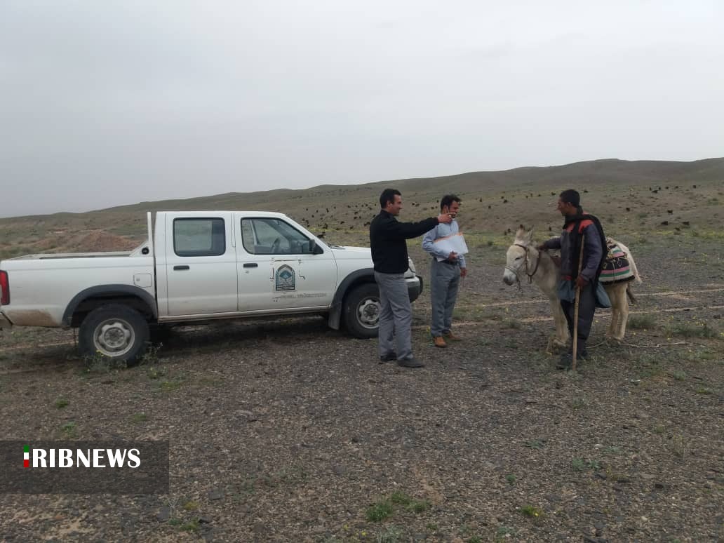 چگونگی «چرای» دام در مراتع کاشان