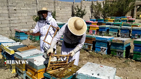 برداشت اکسیر جوانی در ماهنشان