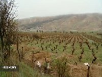 بارش هایی که کشاورزان خراسان شمالی را امیدوار کرد