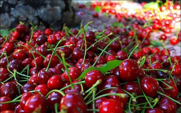 برگزاری ششمین دوره جشنواره گیلاس اشنویه در تیر ماه