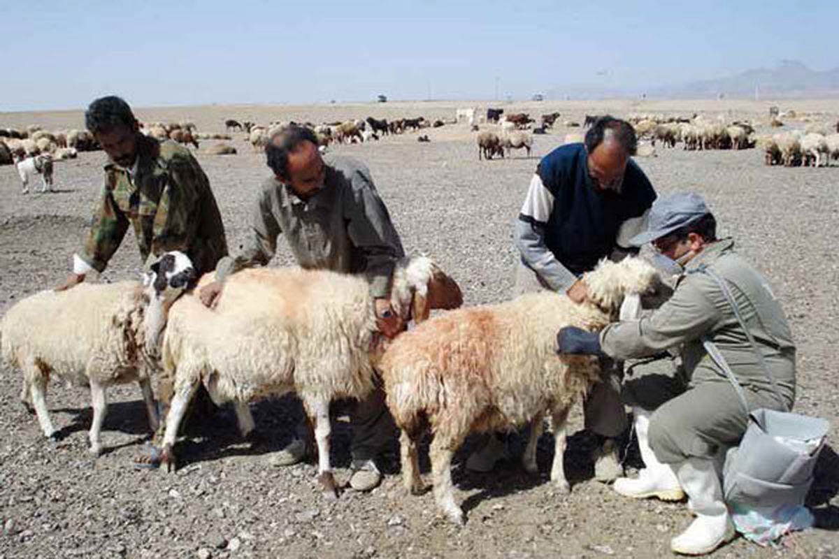 ایمن سازی ۱۰ میلیون نوبت سر دام عشایر در کشور