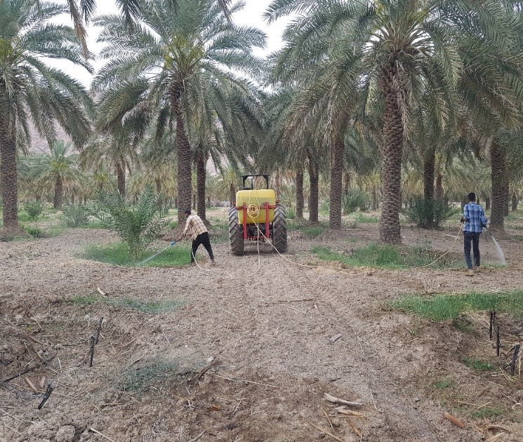 سمپاشی ۳۰ درصد نخیلات کارون علیه کنه تارتن