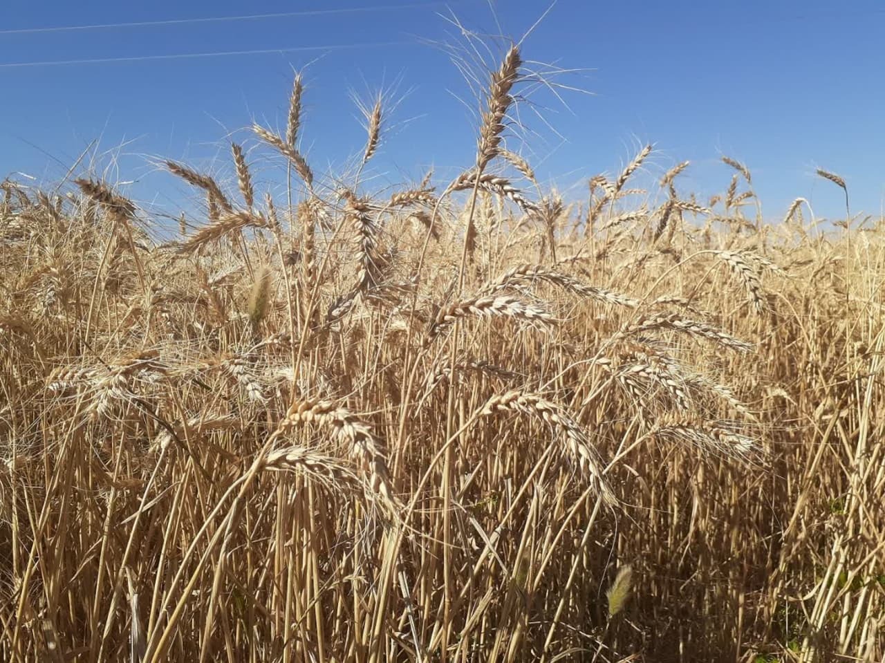 پرداخت سهم نوبرانه مسجد از محصولات کشاورزی در روستای نبی کندی چالدران