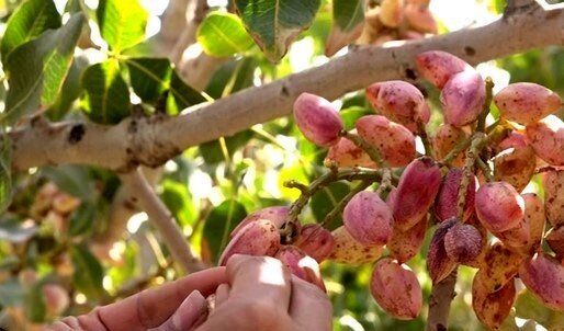 یک باغ پسته وقف نماز یک باغ پسته وقف نماز