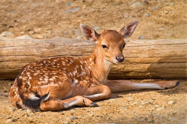 زیست ۱۳ راس گوزن زرد ایرانی در پایگاه رشکان ارومیه زیست ۱۳ راس گوزن زرد ایرانی در پایگاه رشکان ارومیه