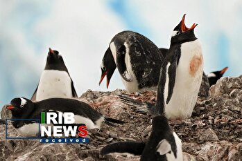 حیات وحش در قطب جنوب