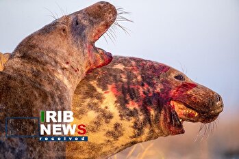 حیات وحش مجمع الجزایر فریزی در شمال اروپا