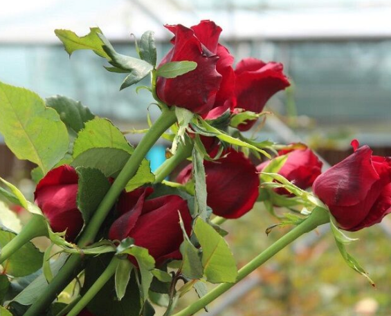 صادرات هزار شاخه گل رز از کهگیولیه و بویراحمد به خارج از کشور