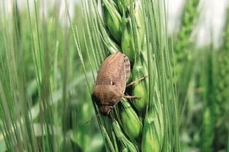 لزوم پایش دقیق مزارع در پیشگیری از شیوع آفت سن گندم