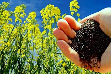 خرید بیش از ۵ هزار تن دانه های روغنی از کشاورزان در کرمانشاه