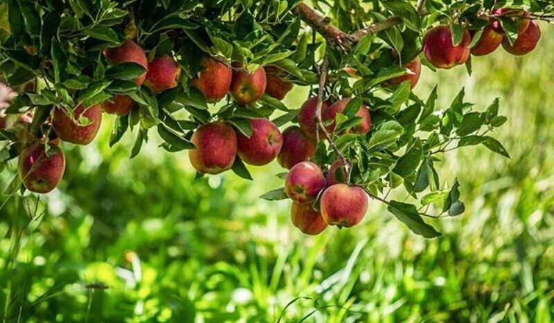 پیش بینی تولید ۶۰ هزار تن سیب در خراسان‌شمالی