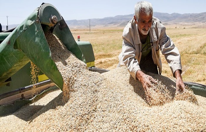 خرید ۷۲ هزارتن گندم از کشاورزان لرستانی خرید ۷۲ هزارتن گندم از کشاورزان لرستانی