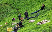 خرید حدود ۷۷ هزار تن برگ سبز از چایکاران کشور