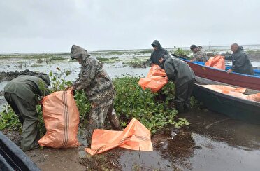 پاکسازی گیاه مهاجم سنبل آبی از تالاب بین المللی انزلی