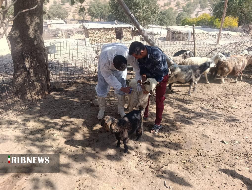 خدمات رسانی گروه جهادی دامپزشکی استان به منطقه جلاله بخش پاتاوه