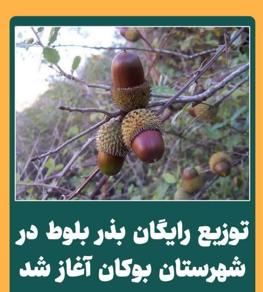 توزیع رایگان بذر بلوط در شهرستان بوکان آغاز شد