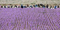 برنامه دولت خرید حمایتی زعفران از کشاورزان است