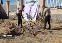 کاشت نهال در محوطه بیمارستان رازی ایلام