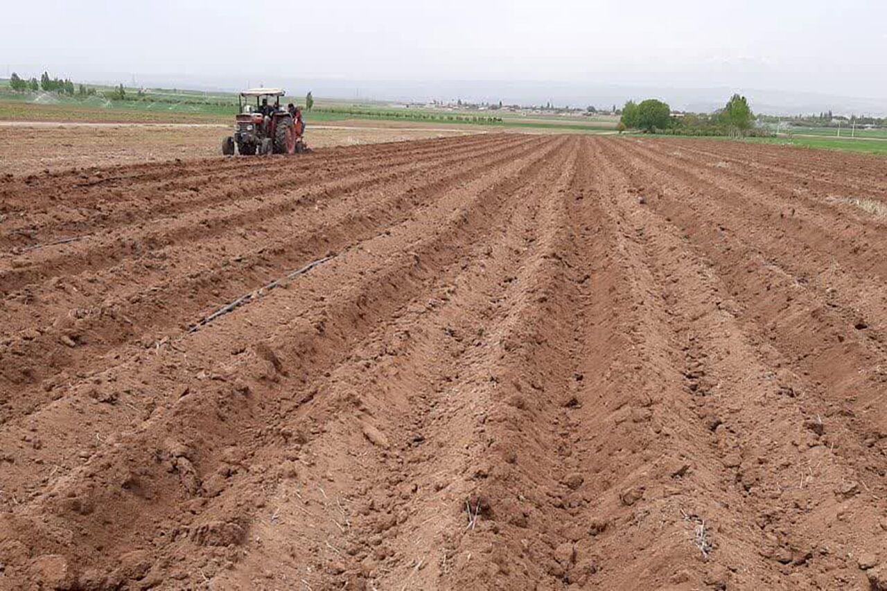 ۸۵۰ هکتار از اراضی خرمشهر زیر کشت کلزا