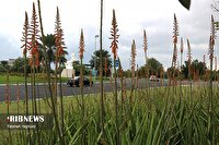 مه رقیق صبحگاهی و دریای آرام در برخی از سواحل هرمزگان، ۸ آبان