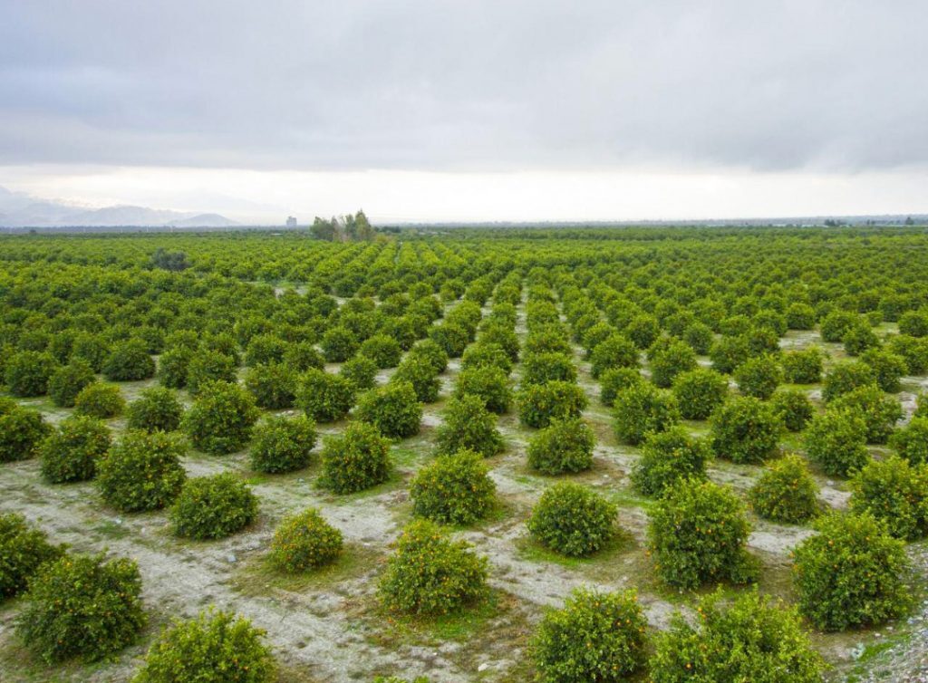 میدان میوه و تره بار و صنایع تبدیلی ؛ حلقه مفقوده باغداری در کهگیلویه و بویراحمد