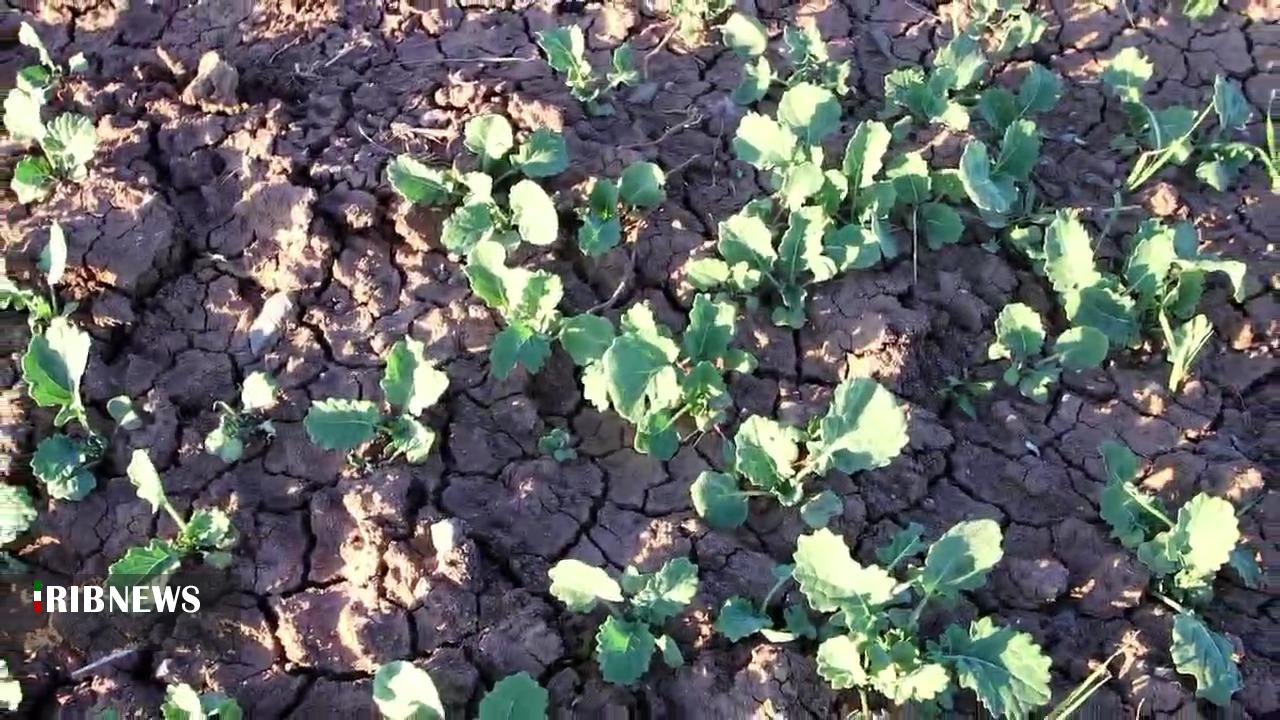 کشت ۲۰۰ هکتار کلزا در اراضی پایاب سد سهند هشترود