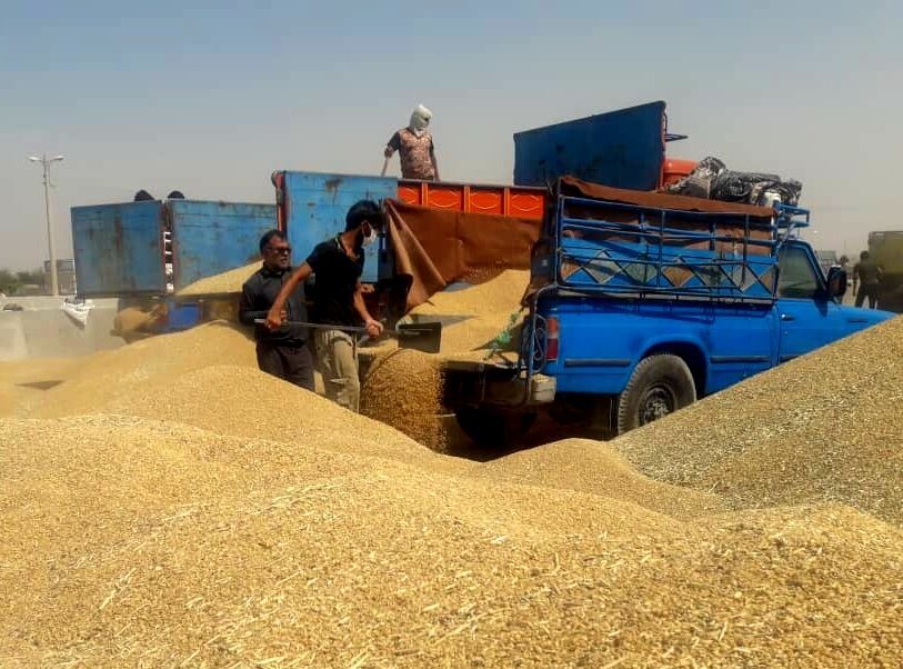کشف ۷۰۰ تُن گندم احتکاری در دزفول کشف ۷۰۰ تُن گندم احتکاری در دزفول