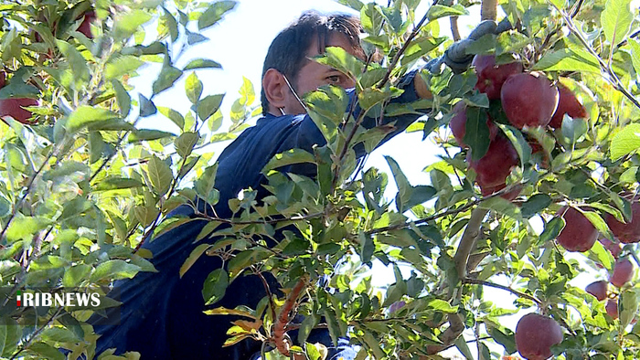 برداشت سیب از باغهای استان